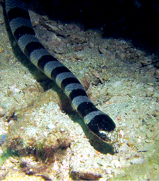 banded sea snake